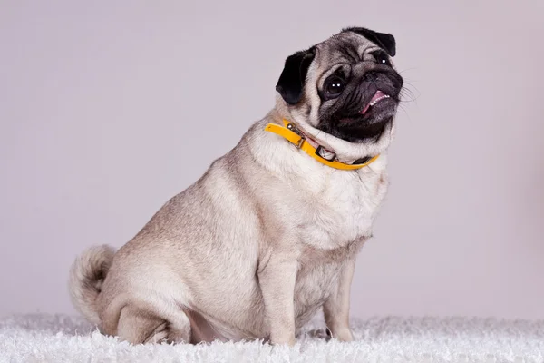 Pug on the white background — Stock Photo, Image