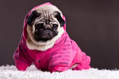 pembe kazak pug