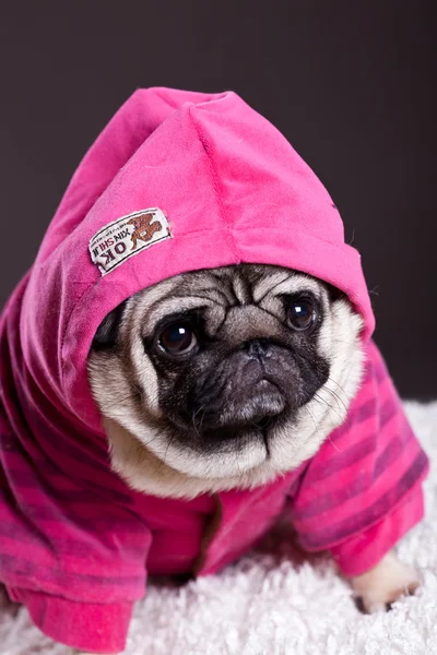 Mops i rosa tröja — Stockfoto