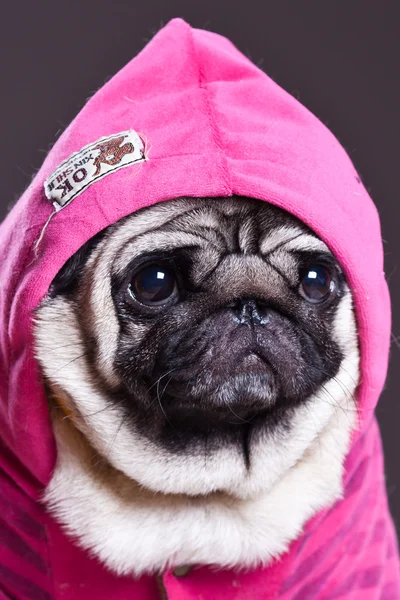 Pug en el suéter rosa —  Fotos de Stock