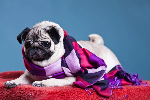 Pug in the scarf — Stock Photo, Image