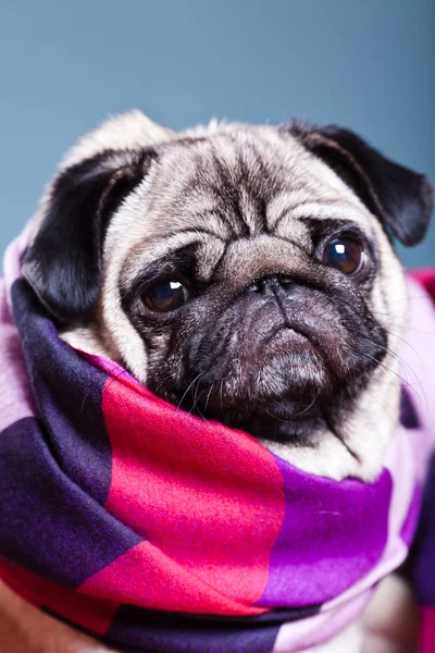 Pug in the scarf — Stock Photo, Image