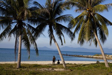 plaj ve palmiyeler