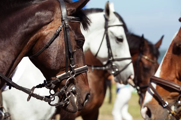 Paard — Stockfoto