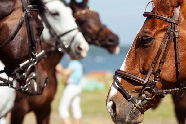 Paard — Stockfoto