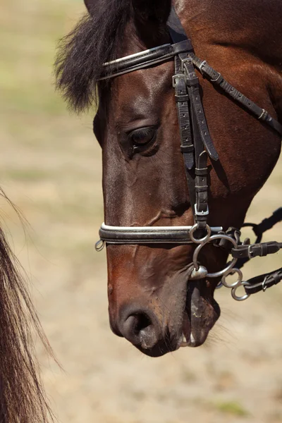 Horse — Stock Photo, Image