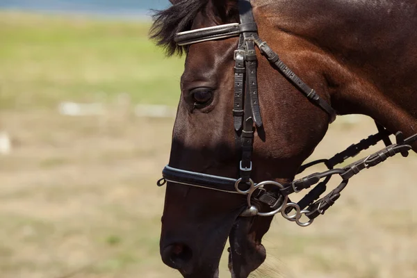 Paard — Stockfoto