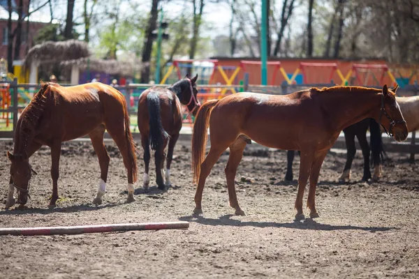 Caballos — Foto de Stock