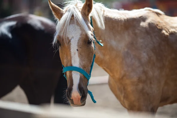 Horses — Stock Photo, Image