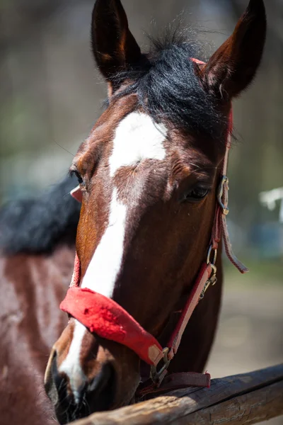 Caballo — Foto de Stock