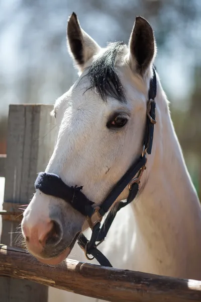 Häst — Stockfoto