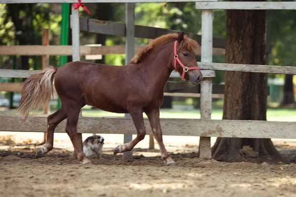 Horses — Stock Photo, Image