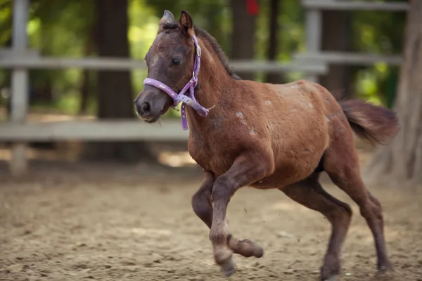 Paarden — Stockfoto