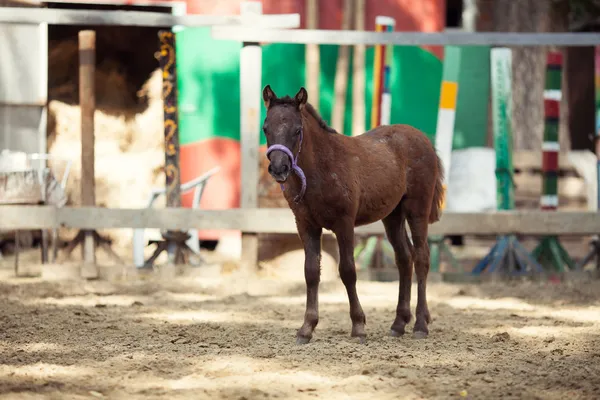 Horses — Stock Photo, Image