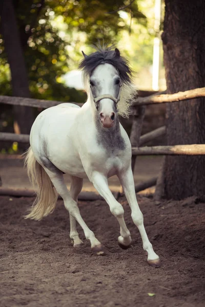 Cavallo bianco — Foto Stock