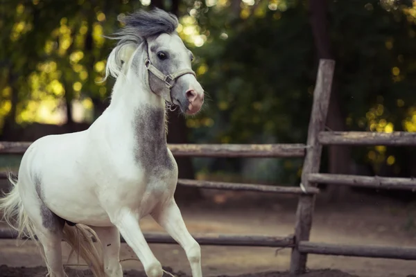 Bílý kůň — Stock fotografie