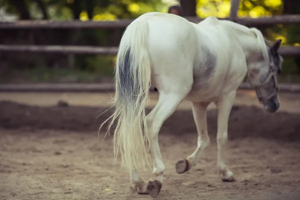 Caballo blanco — Foto de Stock