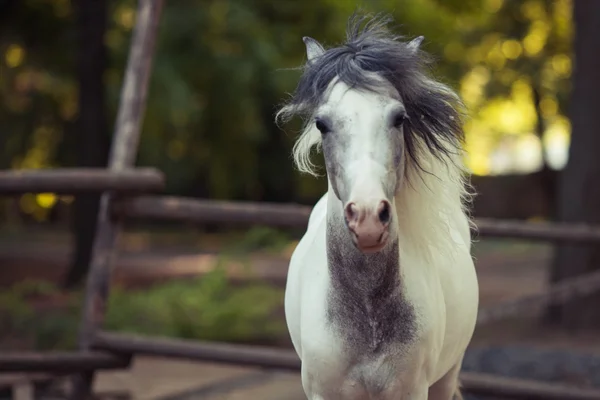 Caballo blanco — Foto de Stock