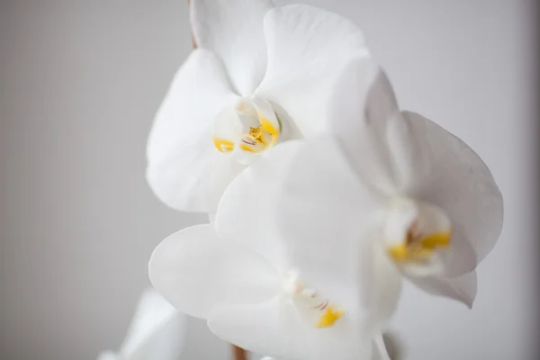 Orchidea — Stock Fotó