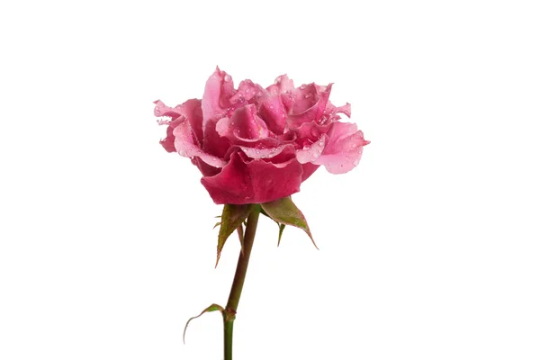 Rosa – stockfoto