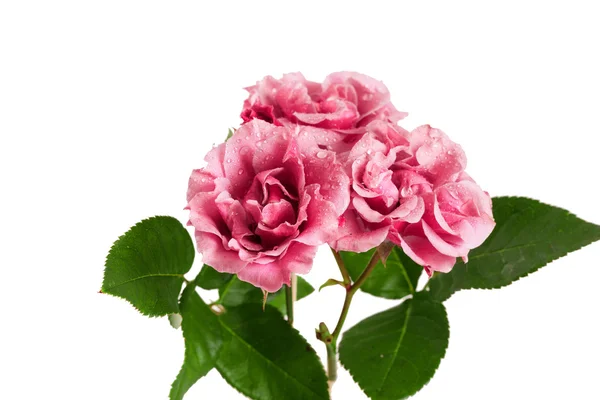 Rose — Foto Stock