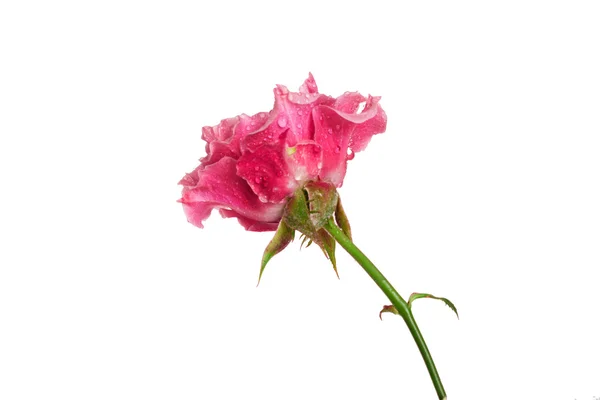 Rosa – stockfoto