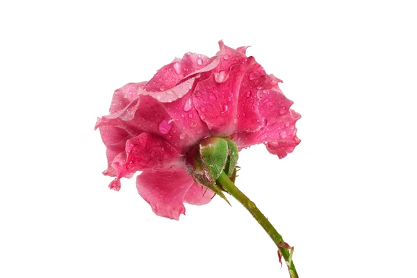 Rosa – stockfoto