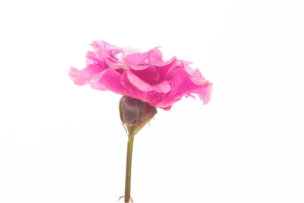 Rosa – stockfoto