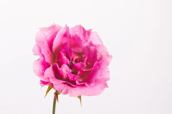 Rosa. — Foto Stock