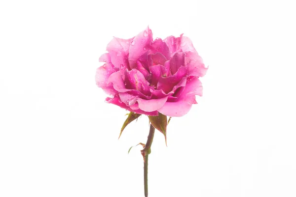 Rosa. — Foto Stock