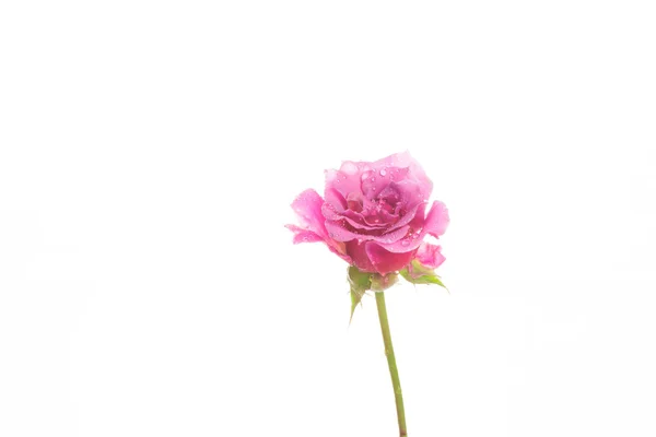 Rose ! — Photo