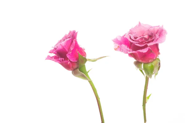 Rosas — Fotografia de Stock