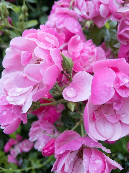 Droplets Water Beuatiful Pink Roses Rain — Stock Photo, Image