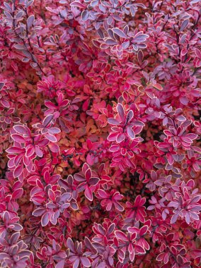Berberi çalıları sonbahar renklerinde bir bahçede.