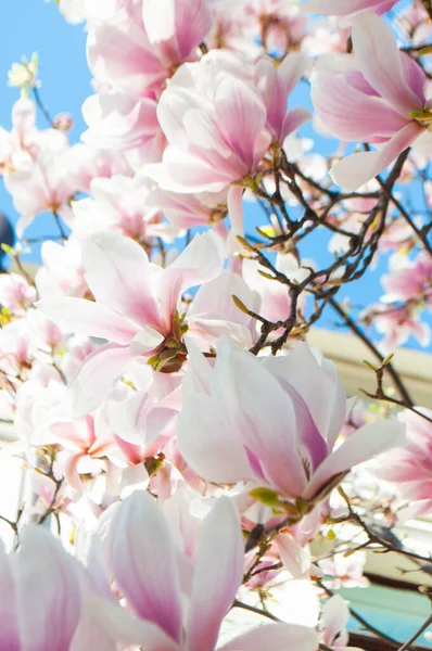 Árbol de magnolia en flor. — Foto de Stock