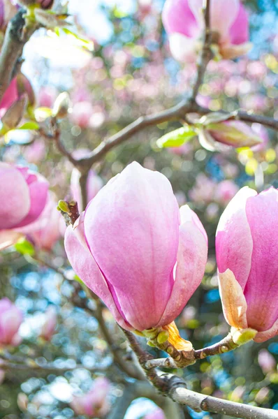 Árbol de magnolia en flor. — Foto de Stock