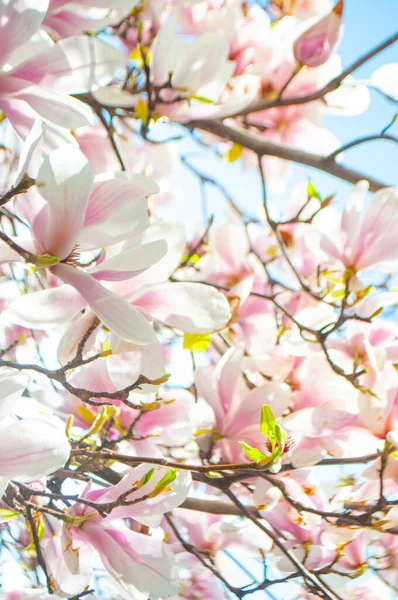 Árbol de magnolia en flor. — Foto de Stock