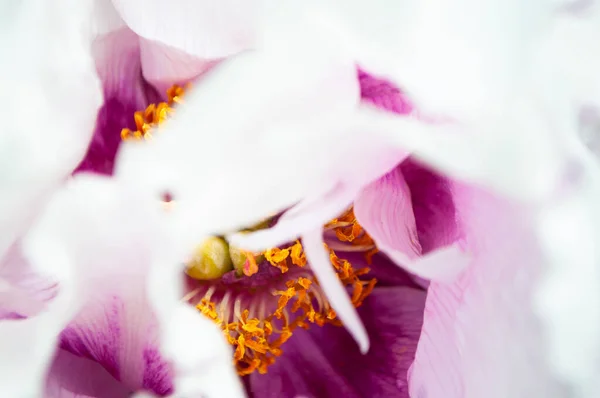 Close up van pioenroos bloem. — Stockfoto