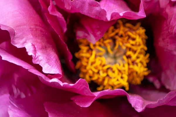 Close up of peony flower. — Stock Photo, Image