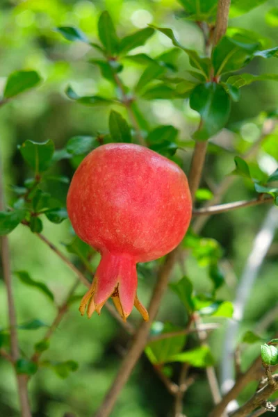 Red Pomegranate Fruit Hanging Tree Branch Garden — Stock Photo, Image