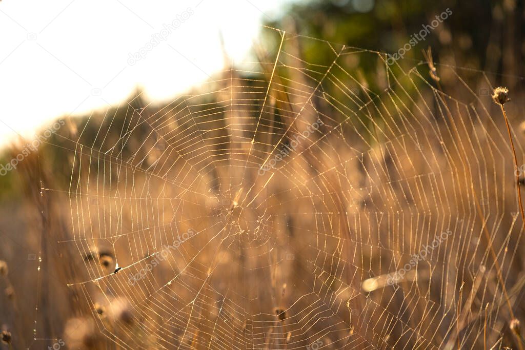 Spider web in a meadow at the time of golden hour.