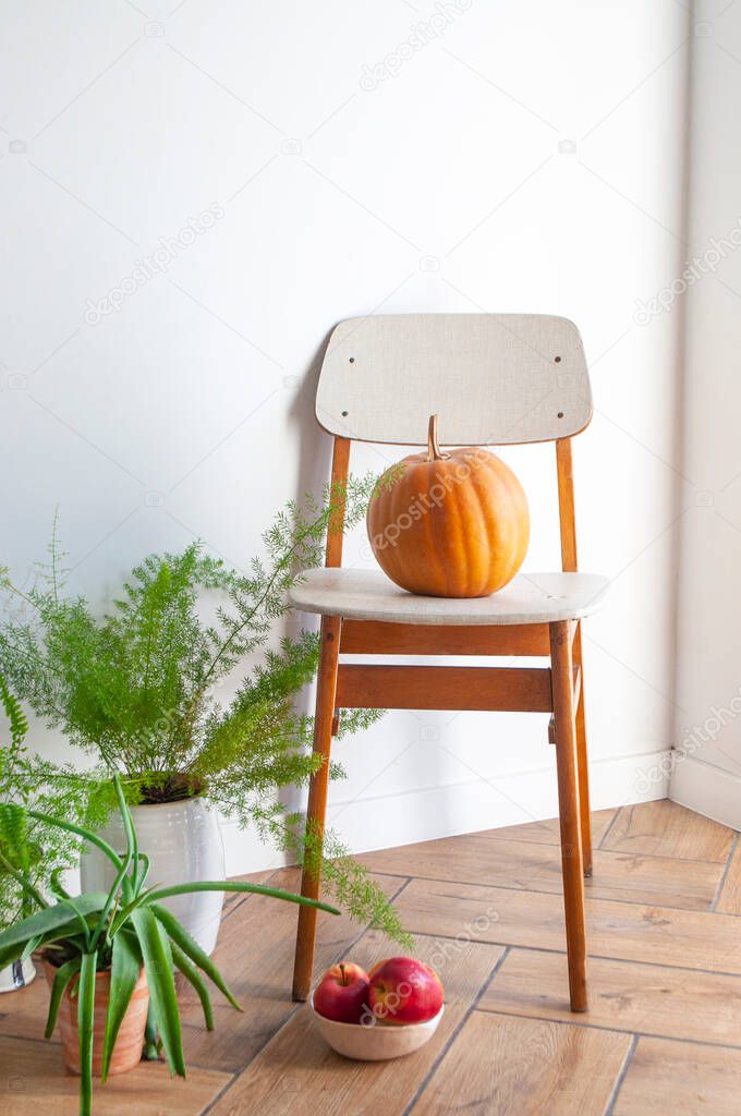 Modern living room interior with cozy chair, pumpkin on it and potted flowers on the floor.