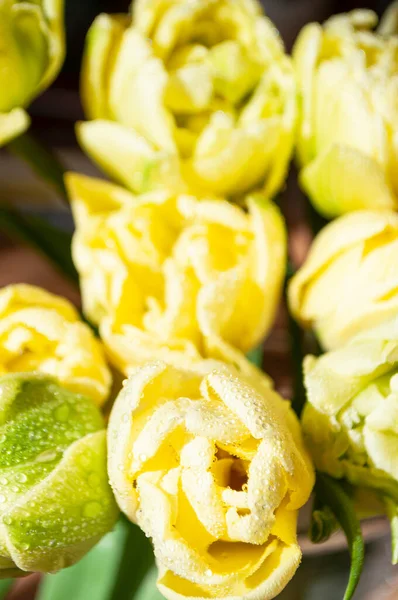 Close Beautiful Bouquet Yellow Tulips Dew Drops — Stock Photo, Image