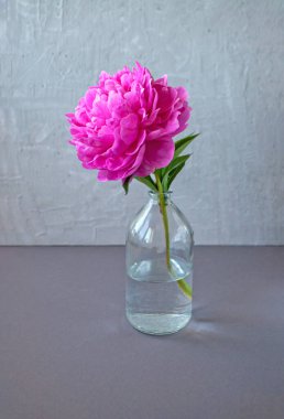 Gri bir arka planda şeffaf cam şişe içinde güzel pembe şakayık kompozisyonu.