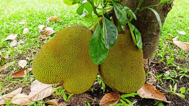 Ağaçtaki meyvelerin meyveleri Asya 'da bol miktarda tatlı ve güzel kokuludur. Aynı zamanda yemek yapımında da kullanılabilir.