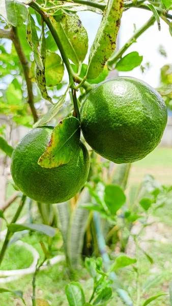 Ağaçtaki Yeşil Limonda Bol Miktarda Vitamini Var — Stok fotoğraf