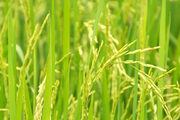 Campo de arroz —  Fotos de Stock