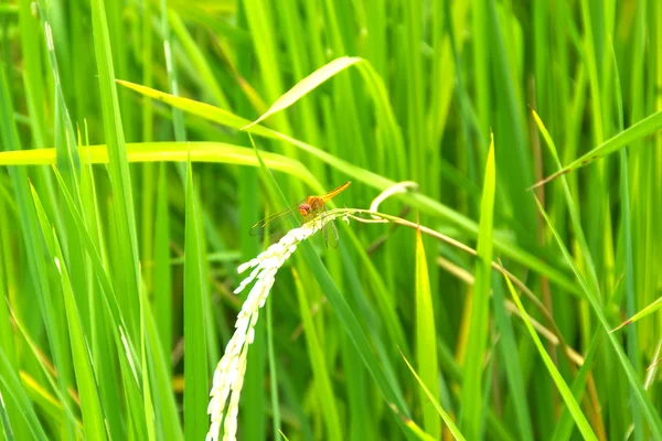 Libellula sulla pianta di riso in Thailandia — Foto Stock