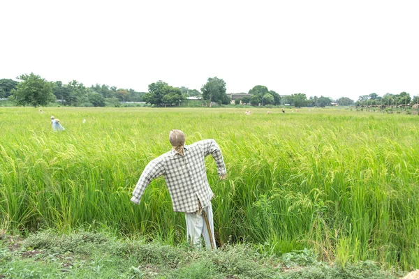 Scarecrow in rijst veld, thailand — Stockfoto