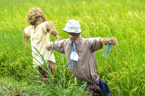 Fågelskrämma i risfält, thailand — Stockfoto